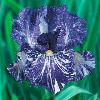 Batik Bearded Iris
